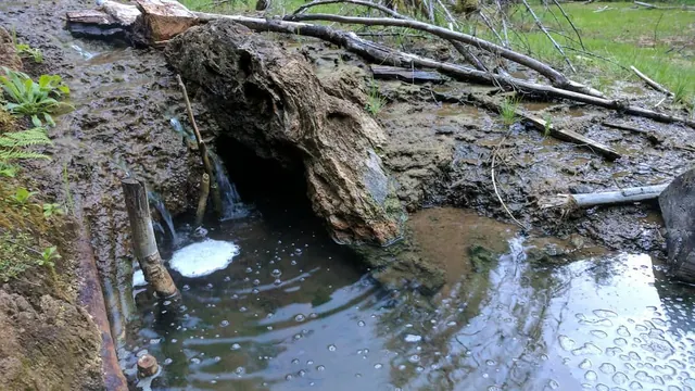 Ohanapecosh Hot Springs