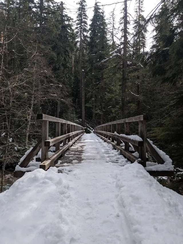 A snow-covered wooden boardwalk crossing a forested area with tall evergreen trees near North Bend serves as access to Goldmyer Hot Springs.