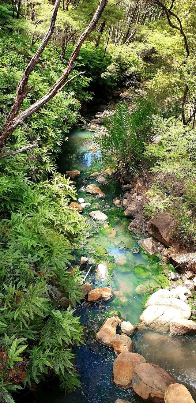 Narrow natural stream with green water and scattered rocks flowing through dense lush ferns at Kaitoke Hot Springs near Great Barrier Islan.