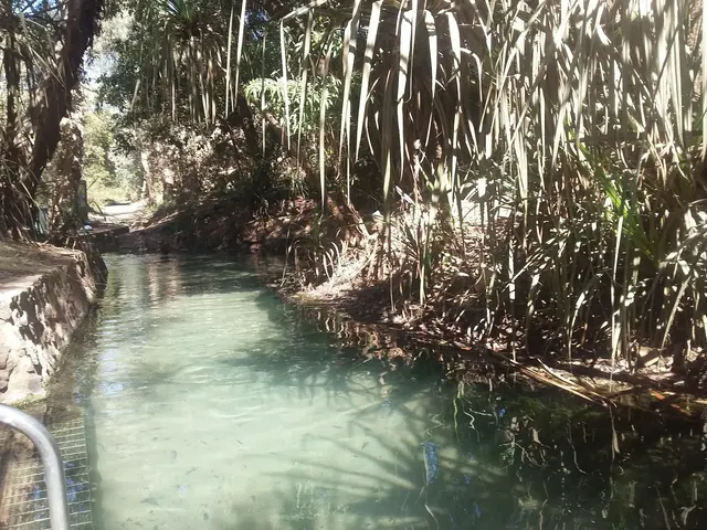 Long natural water channel bordered by tall grass and tropical plants with dappled sunlight near Katherine Hot Springs in Northern Territor.