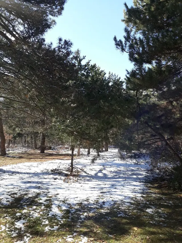 Snow patches cover the ground of a forest path lined with pine trees casting shadows on the earth on a sunny day.