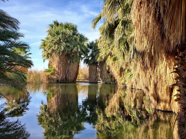 Calm natural pool reflecting tall palm trees under a blue sky at Holtville Hot Springs near Holtville, California.