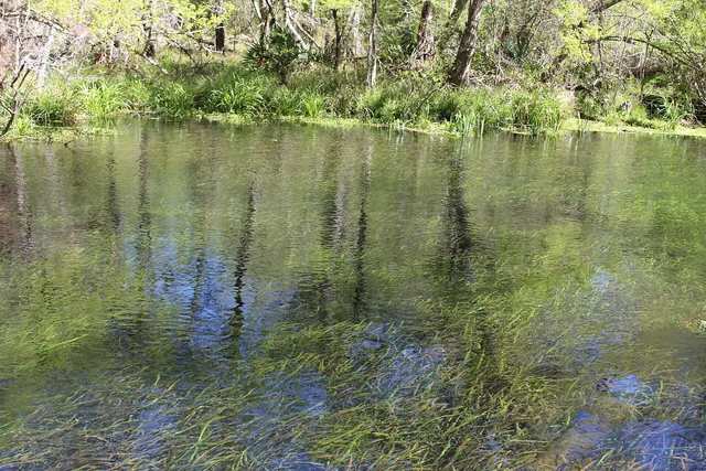 Ichetucknee River 6
