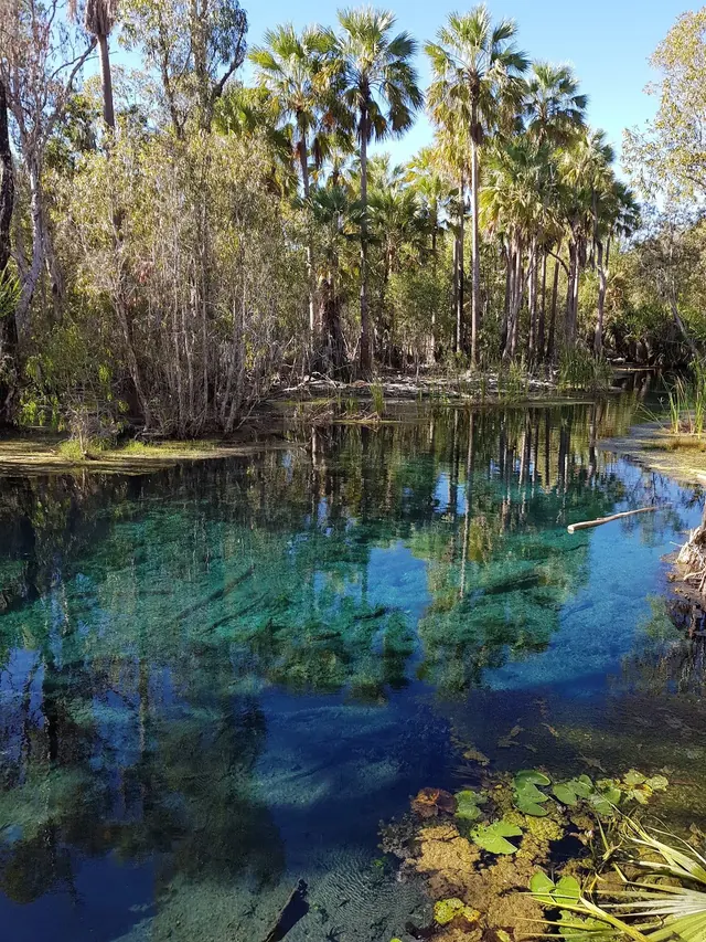 Natural pool with crystal clear water reflecting green palm trees and dense forest vegetation at Mataranka Thermal Pool Australia.