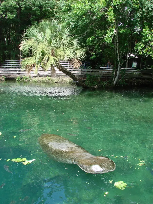 Homosassa Springs