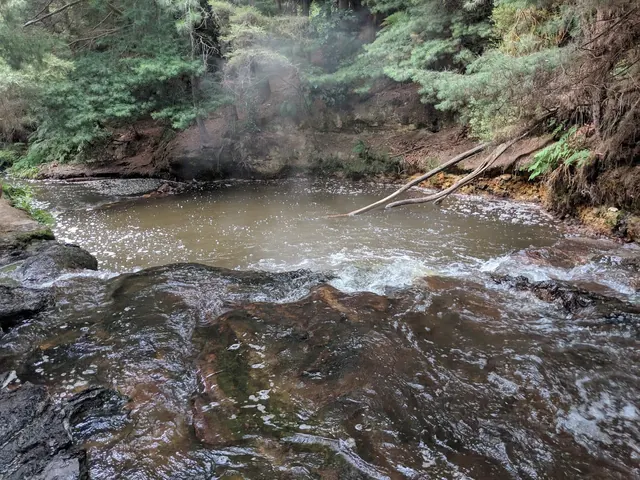 Two people swimming in the steamy brown mineral waters of Kerosene Creek hot spring under tall trees beside a flowing waterfall in Rotorua.