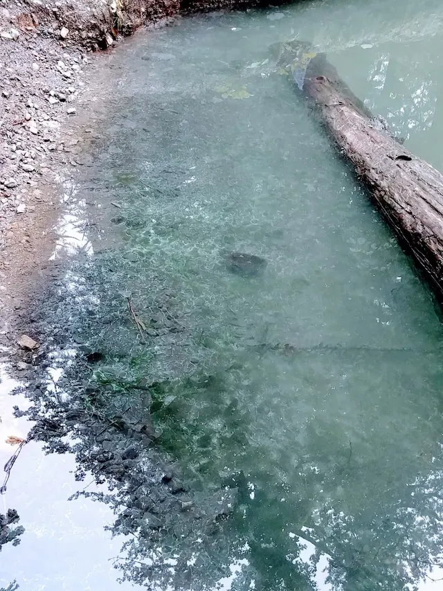 Clear water in a natural hot spring pool shows a partially submerged log and forest reflections at Baker Hot Springs in Washington state.