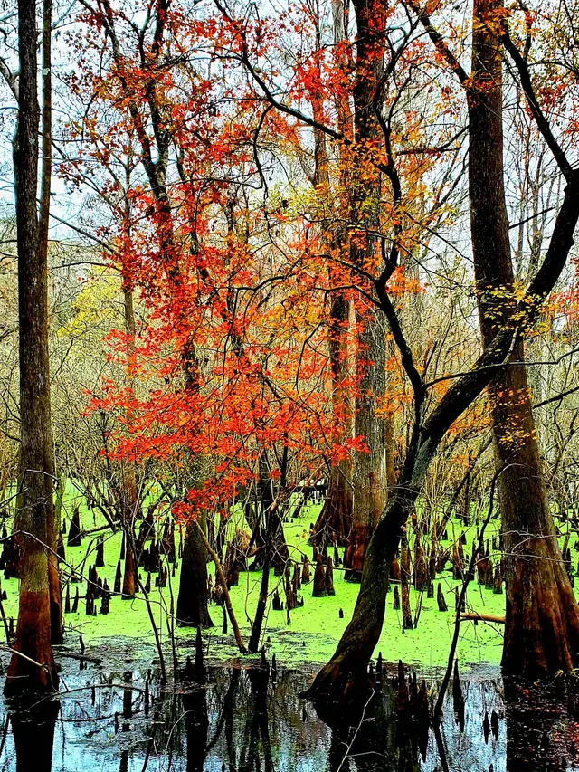 Fanning Springs, Florida.