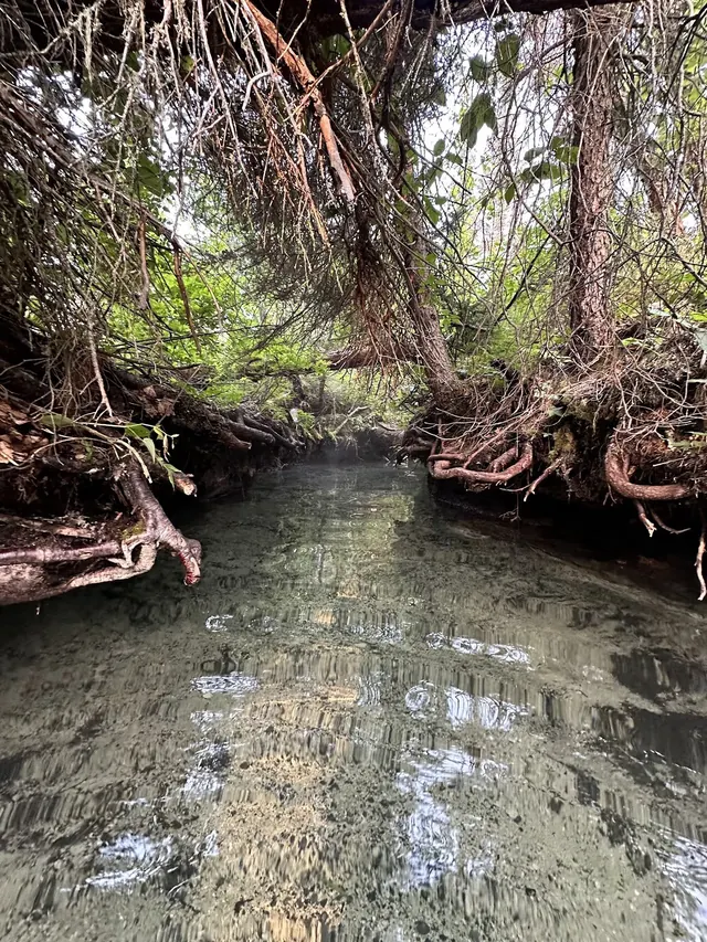 Liard River Hot Springs, Canada.