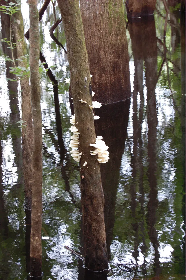 Fanning Springs FL 2014 - 010
