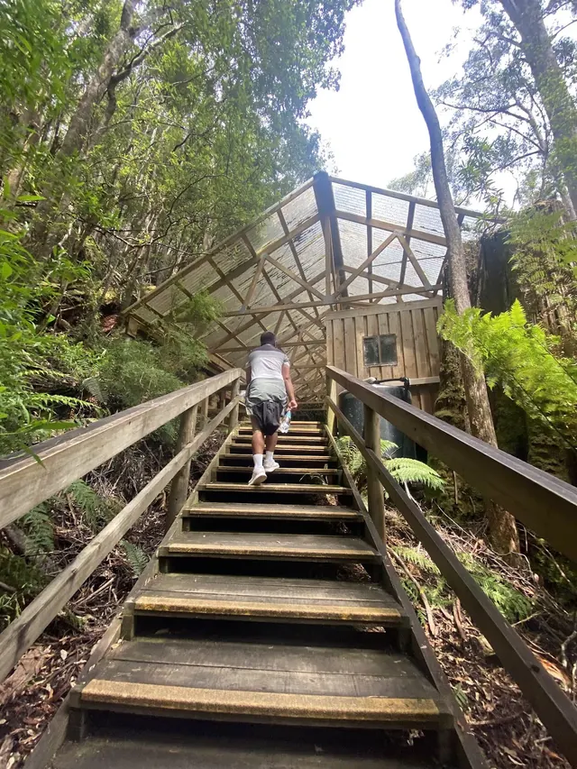 Wooden stairs leading up through dense green forest vegetation to a covered structure at Hastings Caves and Thermal Springs in Tasmania Aus.