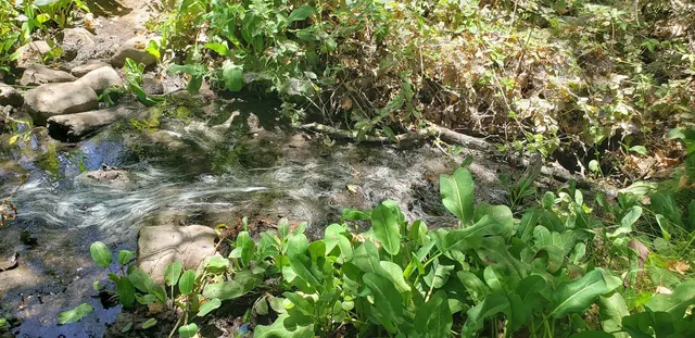 Water flowing gently through a rocky, plant-filled hot spring creekbed with green leaves and sunlight filtering through at Gaviota State Pa.