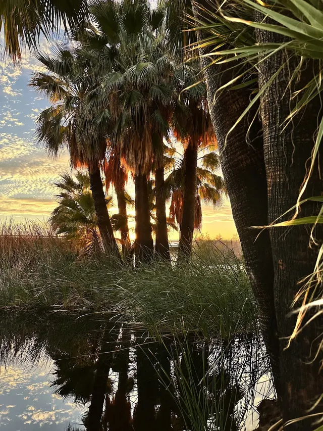 Sunset lighting palm trees and reeds around a quiet water area at Holtville Hot Springs in the desert landscape of California.