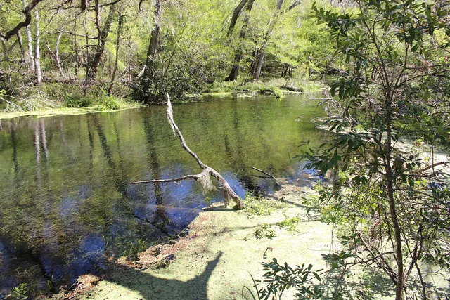 Ichetucknee River 3
