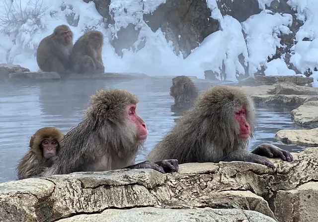 A group of Japanese macaques soaking in a steaming hot spring pool surrounded by snowy rocks at Jigokudani Monkey Park near Yudanaka Japan.