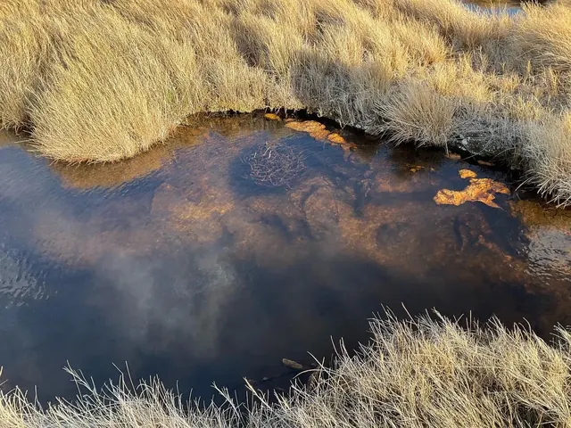 Borax Hot Springs
