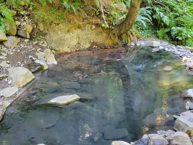 Calm natural hot spring pool surrounded by rocks and green ferns at Olympic Hot Springs near Port Angeles Washington.