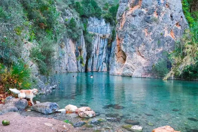 a dog at the edge of a turqoise natural hot spring pool surrounded by rocks and vegetation at fuente de los banos in spain
