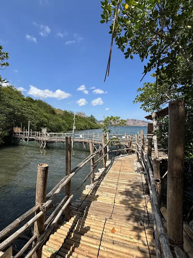 Wooden boardwalk extending over water leading through thick green mangroves with mountains in the distance near Coron Philippines.