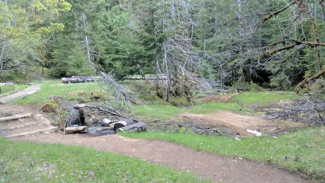 Ohanapecosh Hot Springs, Washington.