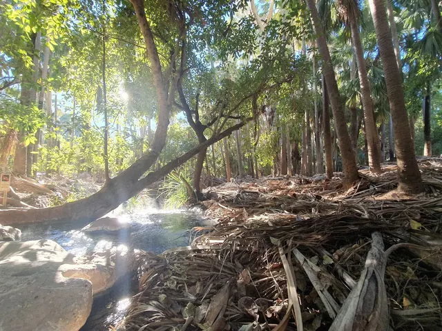 Sun rays filter through dense trees over a shallow clear steaming hot spring stream at Mataranka Thermal Pool Australia.