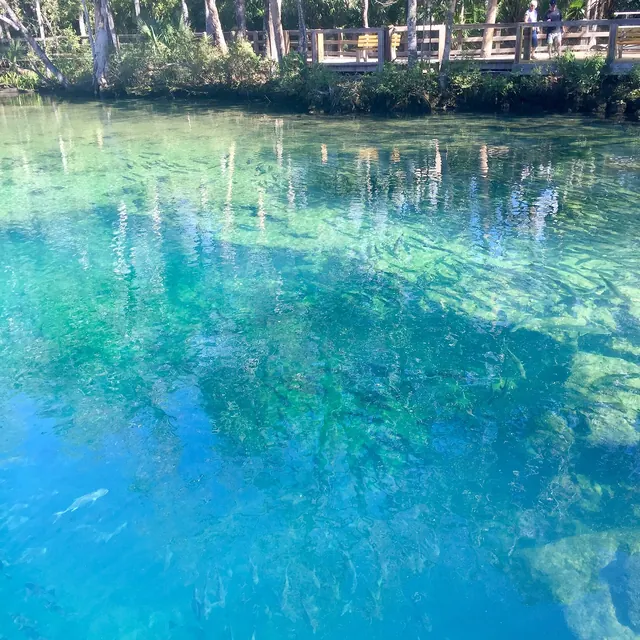 Homosassa Springs2