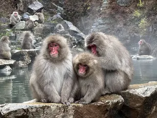 Close-up of a Japanese macaque with wet fur and a red face bathing in a mineral hot spring at Jigokudani Monkey Park, Yudanaka Japan.