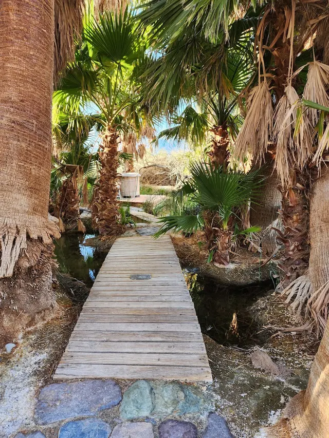 Narrow wooden boardwalk flanked by palm trees and a small creek leading toward a hot spring soaking tub at Lower Warm Springs california.