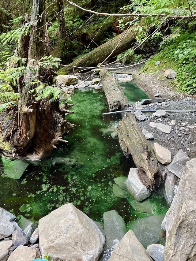 Rock-bordered mineral pool with clear water and floating logs in a shaded forest setting at Olympic Hot Springs in Washington.